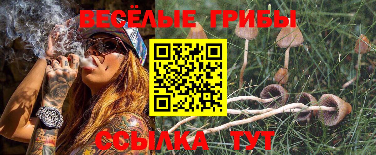 Ишим  Псилоцибиновые грибы Cubensis  Вход с VPN 